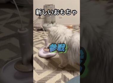 vs.自動猫じゃらし　勝者は…？　　#ペルシャ#チンチラ#猫#ねこ #猫のいる暮らし #癒し #いやし#cat  #ふわふわ #野良猫 #キジトラ #プロセカ #ブルーアーカイブ