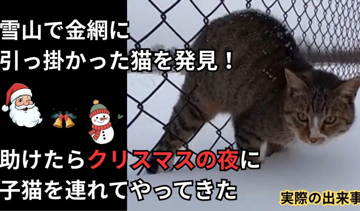猫を助けたらクリスマスの夜に子猫を連れてやってきた　#クリスマス #猫の恩返し