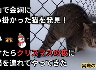 猫を助けたらクリスマスの夜に子猫を連れてやってきた　#クリスマス #猫の恩返し
