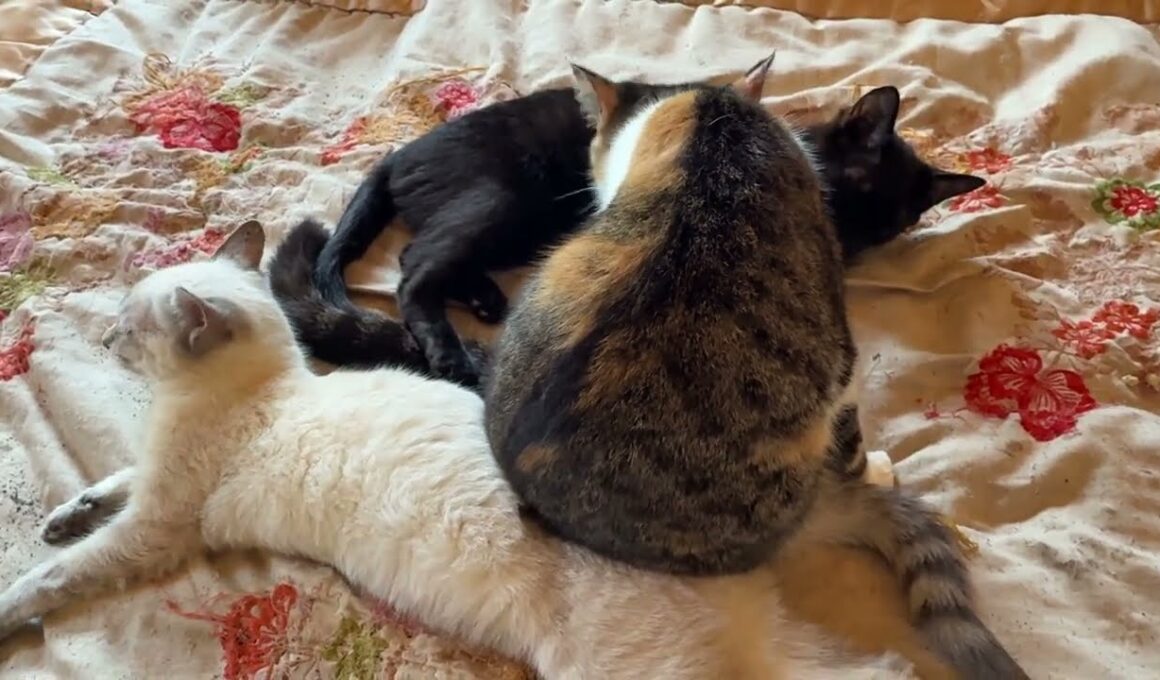 シャムの子ネコ雫「重いよ、三毛猫ミックス。私にお尻を乗せて、黒猫の黒夢をナメナメしないで」