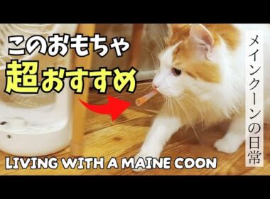 大型猫メインクーンが大興奮したおもちゃ│長毛のためのストーブガード990円