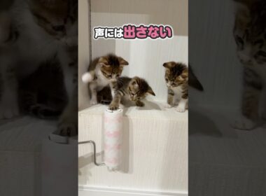「あちょぉおおお」子猫が必死で攻撃するとなんでこんなにかわいいんだろう！ホントに「観察」してますか？【保護猫生活】