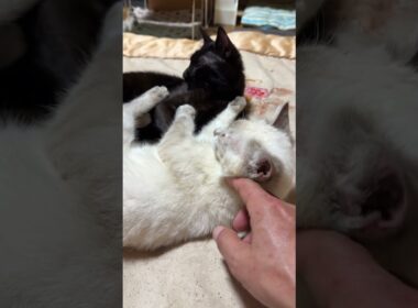 子ネコ2匹。シャムの雫、黒猫の黒夢、じゃれあう。インターバルをおいて、また、じゃれあう