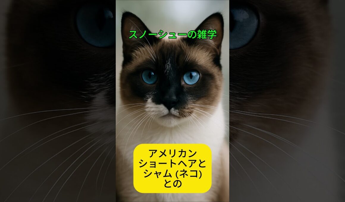 スノーシューの雑学 #雑学 #プチ知識 #スノーシュー #猫