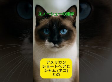スノーシューの雑学 #雑学 #プチ知識 #スノーシュー #猫