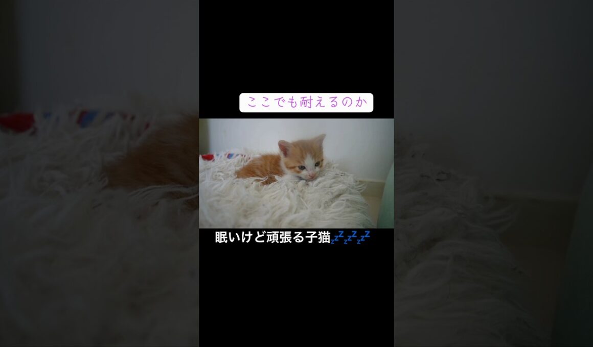 眠気に耐えてがんばる子猫💤💤💤💤 #cat  #猫  #ねこ  #保護猫 #cute #猫のいる暮らし #子猫 #kitten #shorts  #こねこ