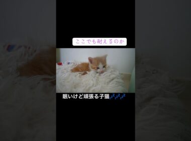 眠気に耐えてがんばる子猫💤💤💤💤 #cat  #猫  #ねこ  #保護猫 #cute #猫のいる暮らし #子猫 #kitten #shorts  #こねこ