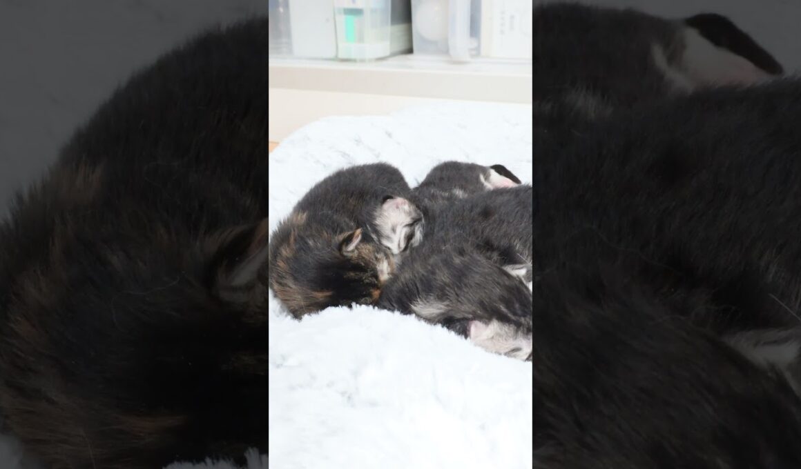 メインクーンの赤ちゃん生後1週間になりました