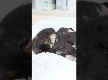 メインクーンの赤ちゃん生後1週間になりました