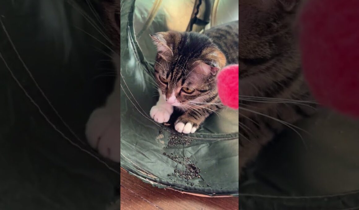 シャムのパンダ「キジシロのルル、ネコトンネルの中で大暴れ。原因は、トンネルの外にあるオモチャを取ろうとしてるが、ムリでしょ」