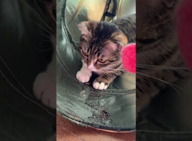 シャムのパンダ「キジシロのルル、ネコトンネルの中で大暴れ。原因は、トンネルの外にあるオモチャを取ろうとしてるが、ムリでしょ」