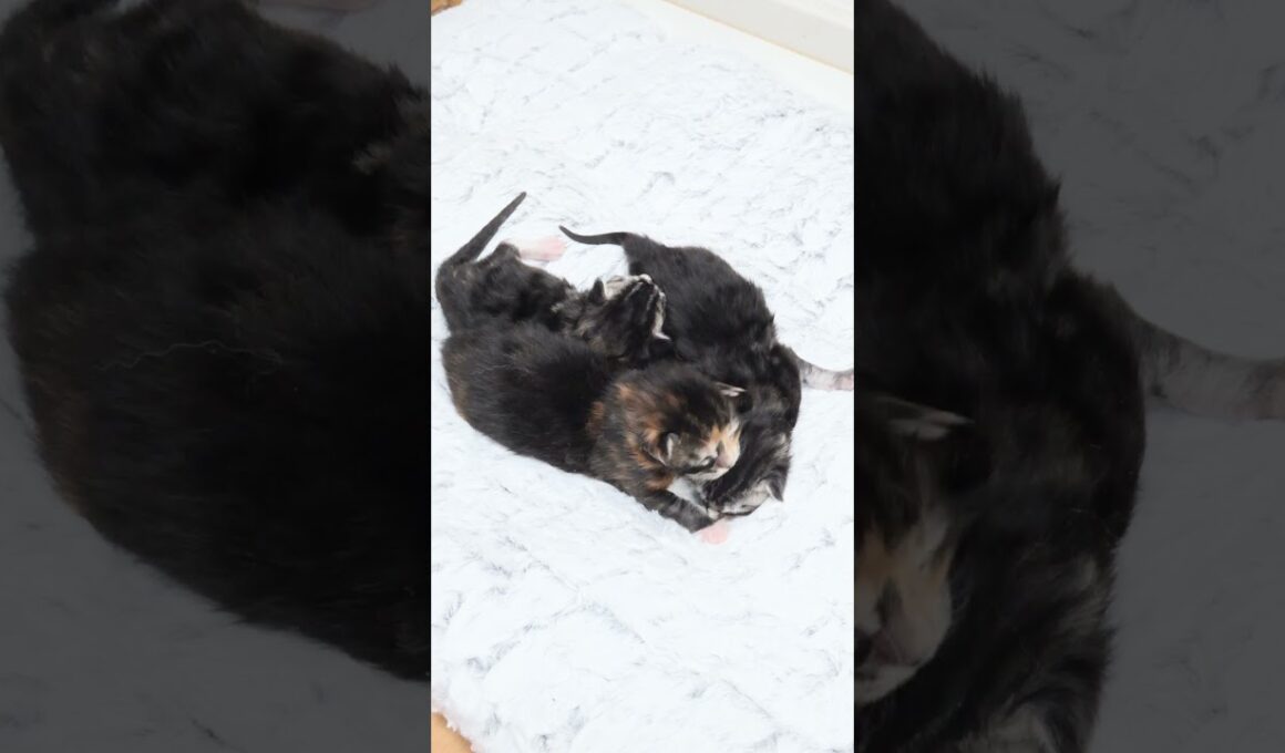 メインクーンの赤ちゃん生後1週間になりました