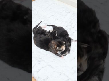 メインクーンの赤ちゃん生後1週間になりました