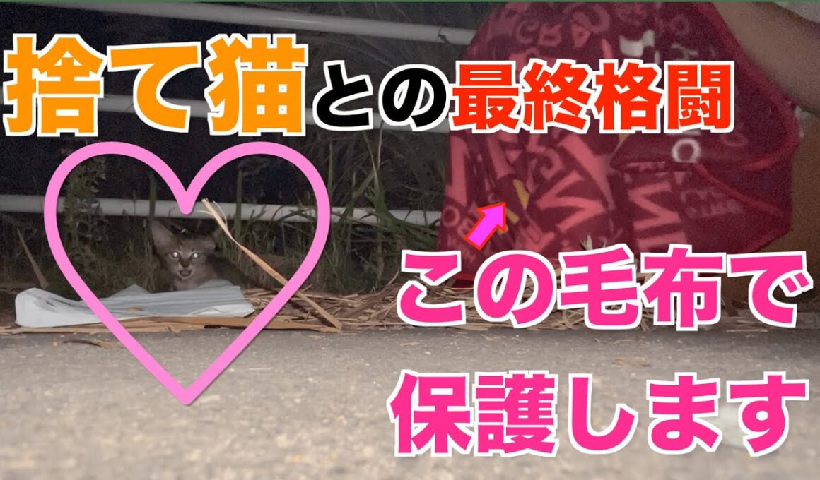 感動の奇跡！草むらに捨てられた子猫の衝撃保護映像 Part.2【実話】