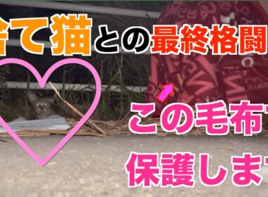 感動の奇跡！草むらに捨てられた子猫の衝撃保護映像 Part.2【実話】