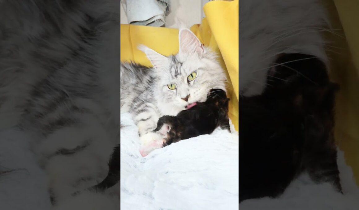 ジェニーちゃんを甲斐甲斐しく舐める母猫メインクーン祭りさん