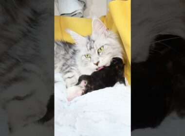 ジェニーちゃんを甲斐甲斐しく舐める母猫メインクーン祭りさん