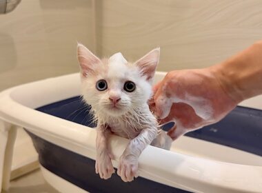 ノミだらけで怪我してた子猫を保護して初めてお風呂に入れたらこうなっちゃいました…