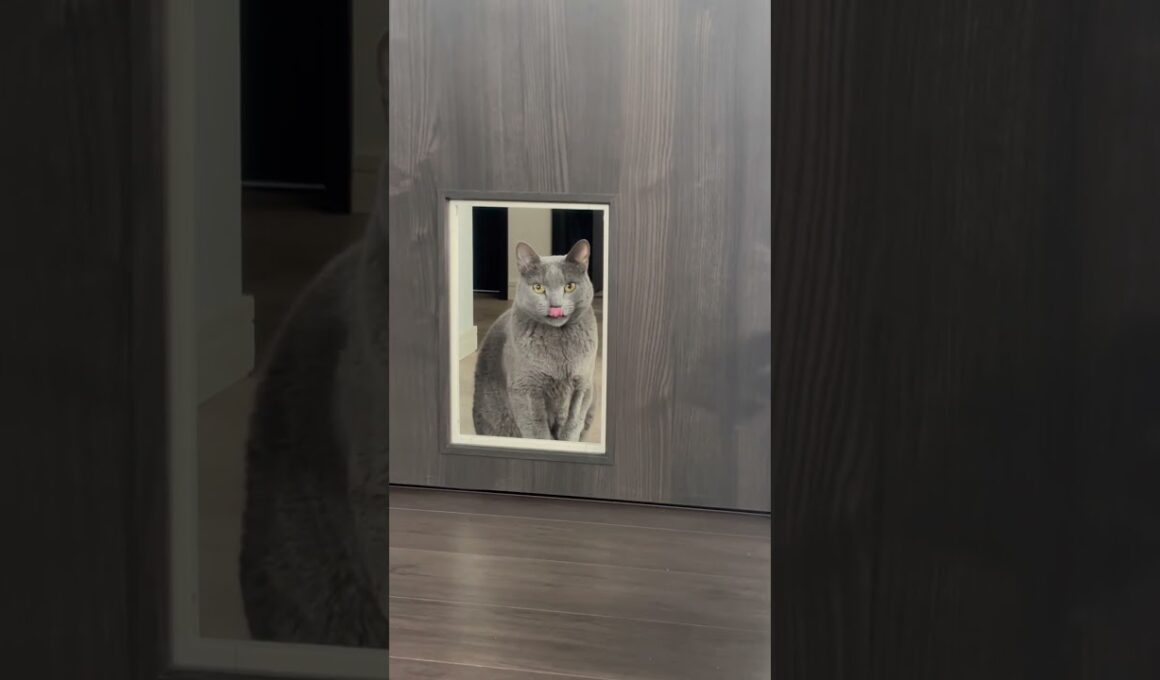 ペットゲートから覗いてくるぺぺ(ロシアンブルー)