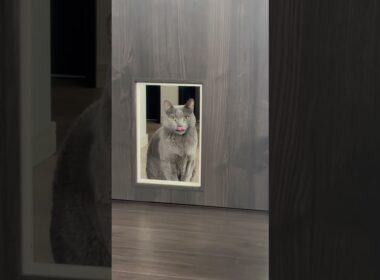 ペットゲートから覗いてくるぺぺ(ロシアンブルー)