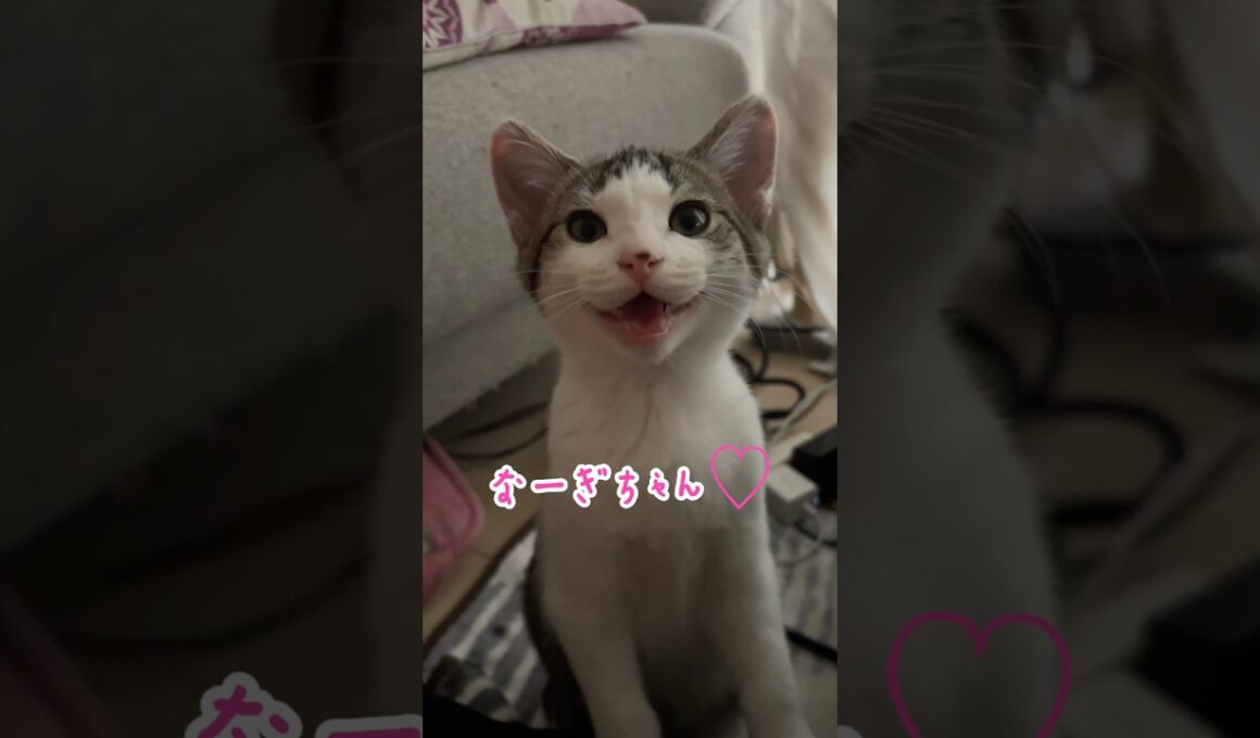 会話する子猫 #子猫 #こねこ#子ネコ