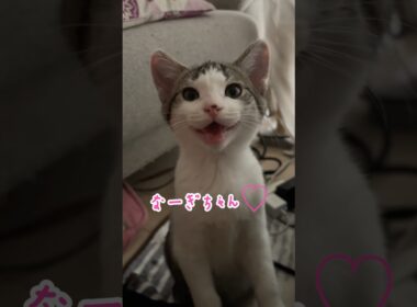 会話する子猫 #子猫 #こねこ#子ネコ
