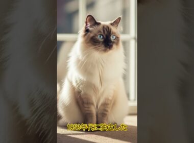 【ペルシャとシャムの愛の結晶？ ヒマラヤン猫、美しき遺伝子の物語】😸 @Utatane.L  #ショート動画 #shorts #歴史探訪 #ねこのいる生活 #ヒマラヤン