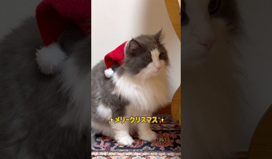 もふ猫サンタ🎅🏻❤️ #ノルウェージャンフォレストキャット #ターキッシュアンゴラ #ねこ #cat #shorts