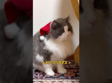 もふ猫サンタ🎅🏻❤️ #ノルウェージャンフォレストキャット #ターキッシュアンゴラ #ねこ #cat #shorts