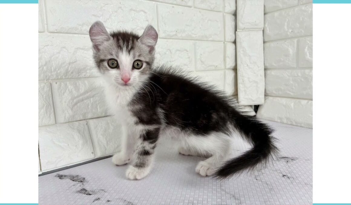 Coo&RIKU　No.00741246 アメリカンカール