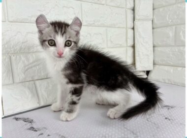 Coo&RIKU　No.00741246 アメリカンカール