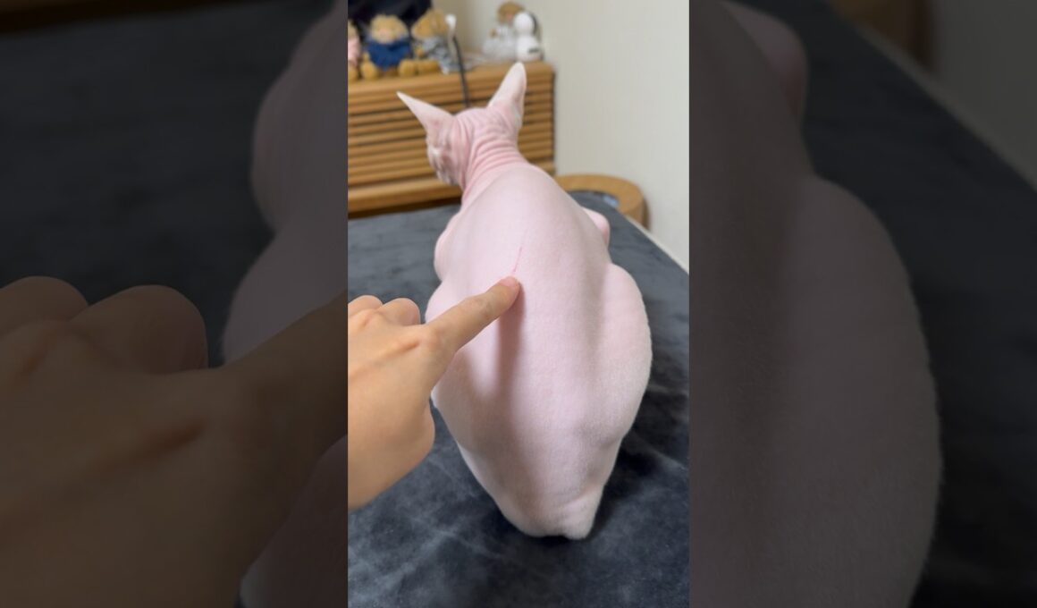 背中にケンカの傷跡を作っている猫アレクサンドラ【スフィンクス】