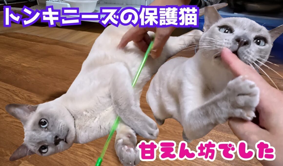 多頭飼育崩壊から保護のトンキニーズおっとりでもへそ天で遊んで癒しが満載（保護猫カフェキャットスペース）中崎町Rescued Tonkinese cat is a cuddler