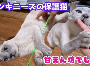 多頭飼育崩壊から保護のトンキニーズおっとりでもへそ天で遊んで癒しが満載（保護猫カフェキャットスペース）中崎町Rescued Tonkinese cat is a cuddler