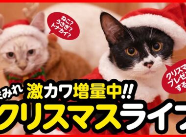 🔴【12月24日(水) 21時スタート】激カワ増量中！クリスマスライブ✨🎄✨
