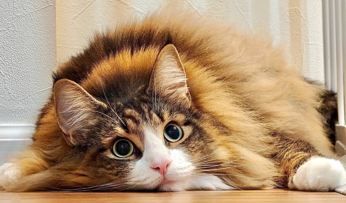 デカすぎる北欧猫にデカすぎるプレゼントをあげたらどうなる？→こうなる