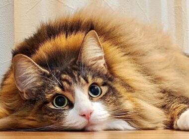 デカすぎる北欧猫にデカすぎるプレゼントをあげたらどうなる？→こうなる