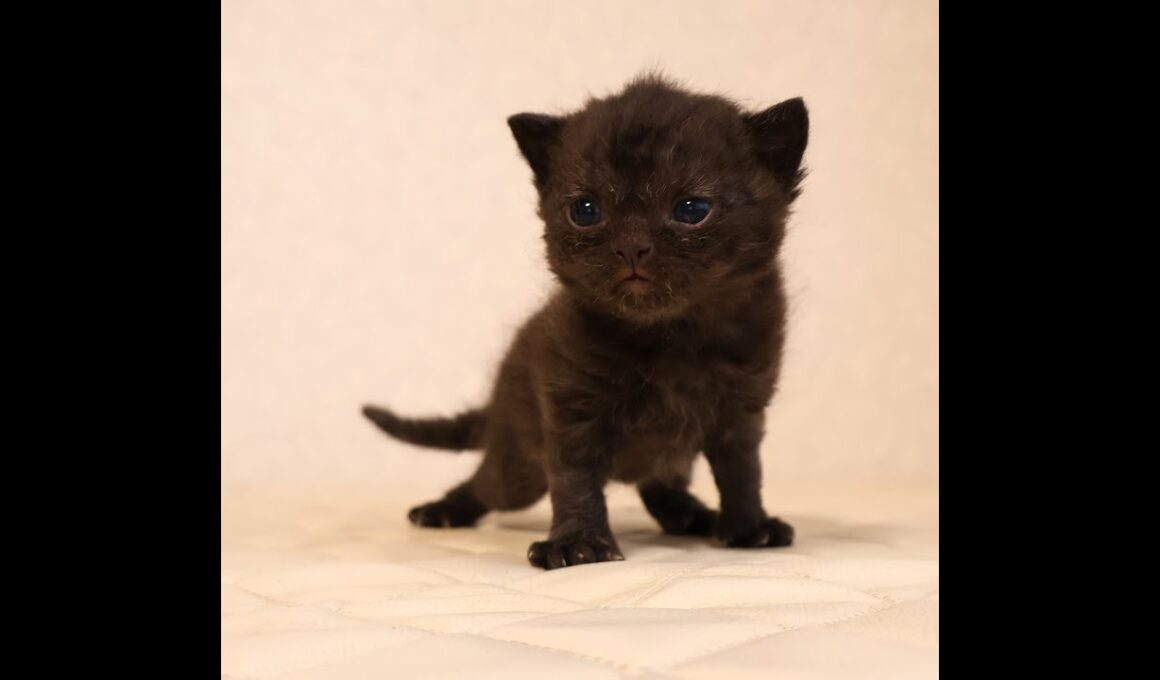 セルカークレックス子猫　Selkirk Rex　2025.12.4産まれ　シールポイント　巻き毛　男の子　シーダキャット猫のお店