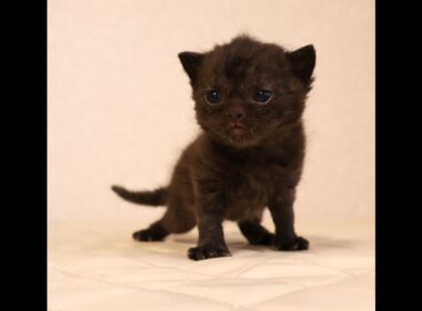 セルカークレックス子猫　Selkirk Rex　2025.12.4産まれ　シールポイント　巻き毛　男の子　シーダキャット猫のお店