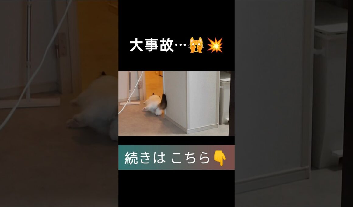 #shorts #ラグドール #子猫 #甘えん坊猫 #ぬいぐるみ猫 #ragdollcat