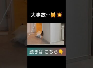 #shorts #ラグドール #子猫 #甘えん坊猫 #ぬいぐるみ猫 #ragdollcat