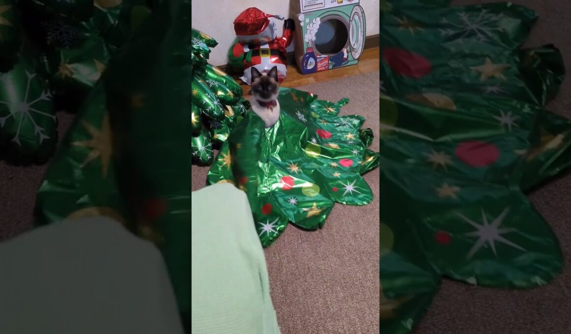 🐱に主役の座を奪われたツリー🎄#cat #catshorts #シャム猫 #しゃむねこ #ねこのいる暮らし #ねこ#ねこのいる生活