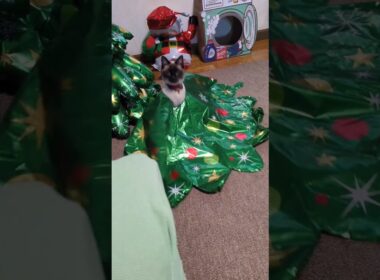 🐱に主役の座を奪われたツリー🎄#cat #catshorts #シャム猫 #しゃむねこ #ねこのいる暮らし #ねこ#ねこのいる生活