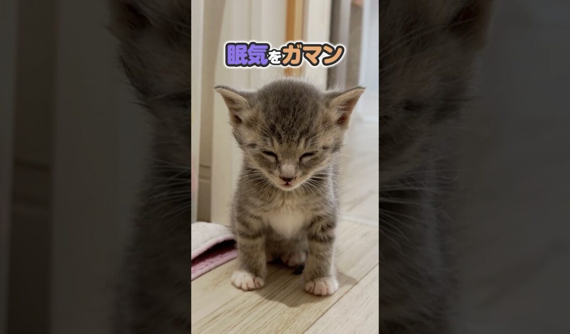 子猫は寝落ち寸前が一番かわいいのかもしれない。隅っこねこ！子猫はなぜ眠気をがまんするのか？！【保護猫生活】