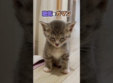 子猫は寝落ち寸前が一番かわいいのかもしれない。隅っこねこ！子猫はなぜ眠気をがまんするのか？！【保護猫生活】