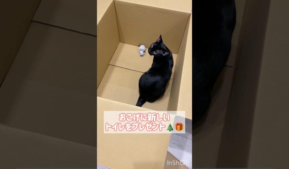 プレゼントに大喜びな黒猫ボンベイ　#子猫 #ねこ #猫のいる暮らし #ねこのいる生活 #猫 #ねこのいる暮らし #cat #かわいい #癒やし #猫トイレ #猫砂 #ラグドール #拭くだけ猫トイレ