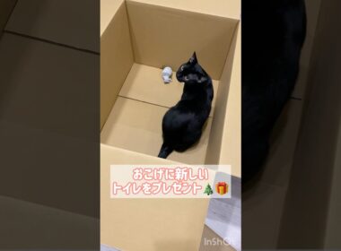 プレゼントに大喜びな黒猫ボンベイ　#子猫 #ねこ #猫のいる暮らし #ねこのいる生活 #猫 #ねこのいる暮らし #cat #かわいい #癒やし #猫トイレ #猫砂 #ラグドール #拭くだけ猫トイレ