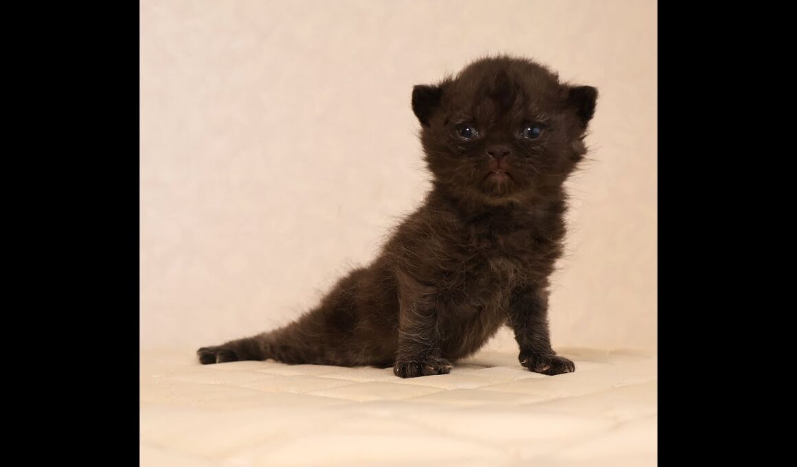 セルカークレックス子猫　Selkirk Rex　2025.12.4産まれ　　ブラック　黒猫　巻き毛　男の子　シーダキャット猫のお店
