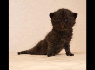 セルカークレックス子猫　Selkirk Rex　2025.12.4産まれ　　ブラック　黒猫　巻き毛　男の子　シーダキャット猫のお店