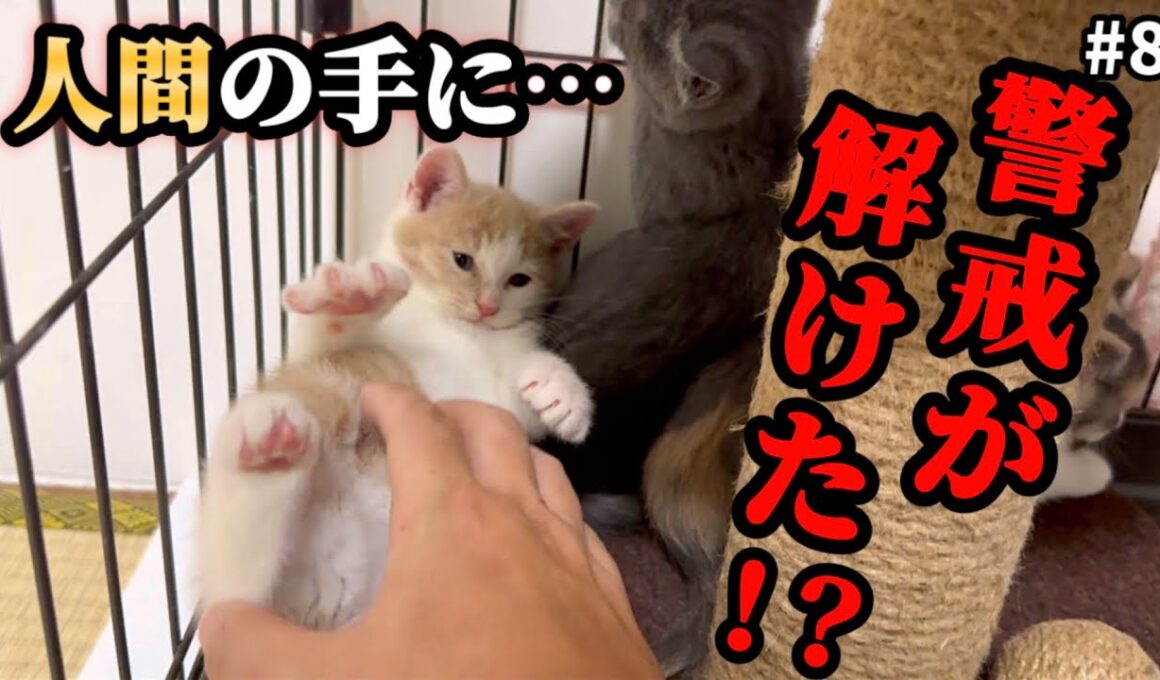【ビビり子猫に異変】人間の手が「安心」に変わった日。